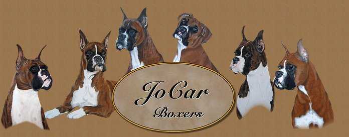 Welcome to JoCar Boxers